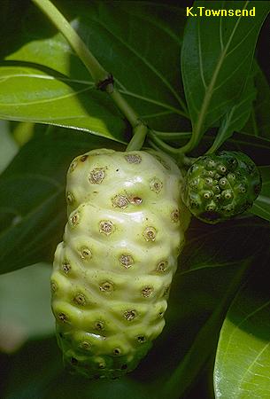 شاه توت هندی